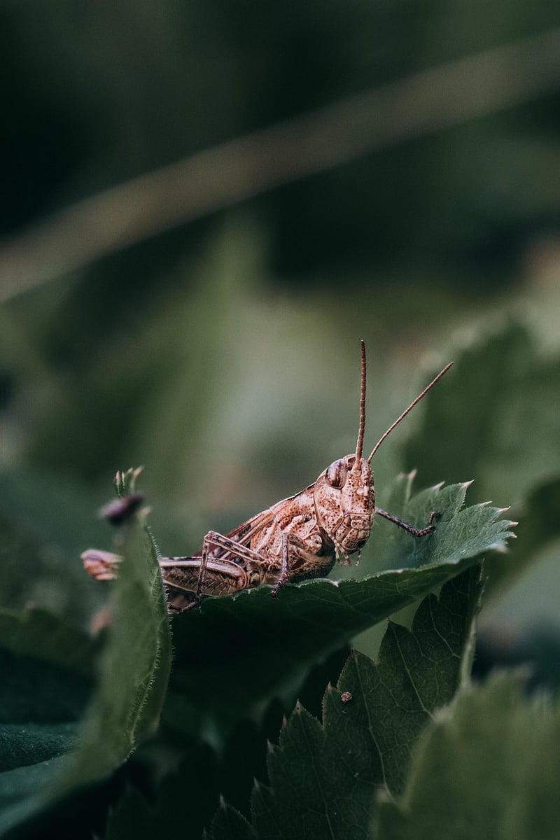 Extraterrestrial Biology